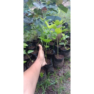 sancang varigata golden