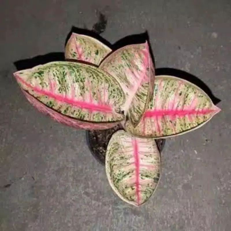 Tanaman hias bibit aglonema legacy mangkok daun 1-3