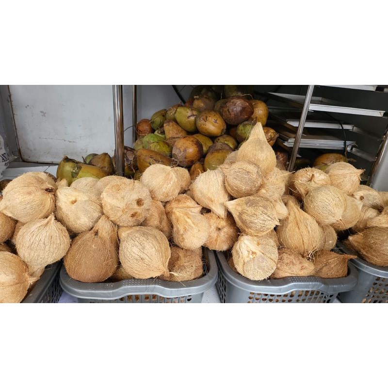 

KELAPA KOPYOR Bandung butir botak