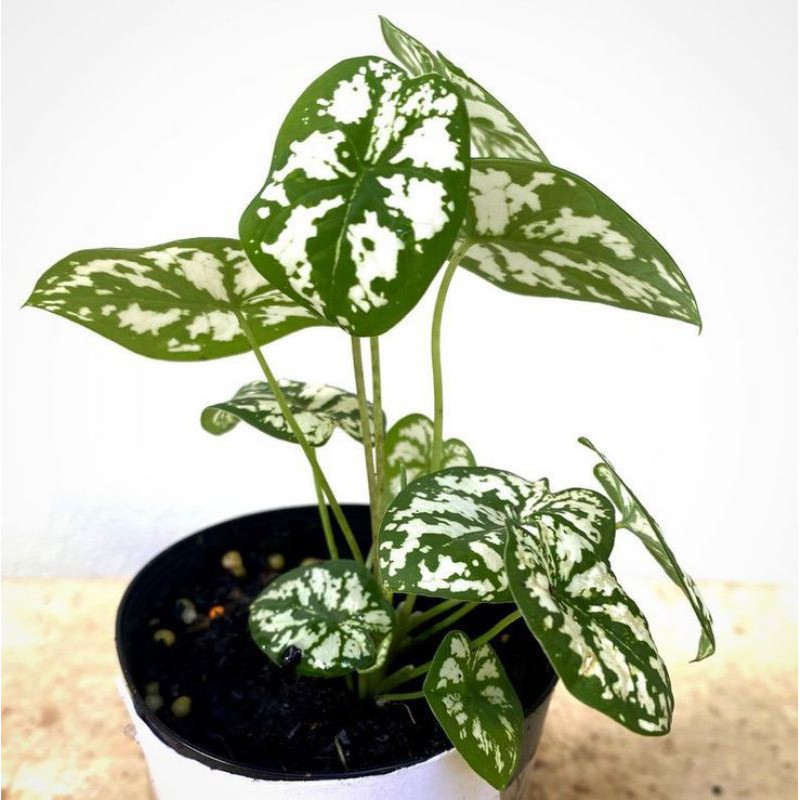 Keladi Liliput