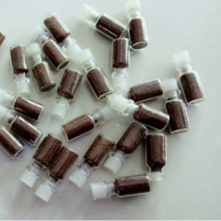 Karpet seed - bibit tanaman Karpet Aquarium Aquascape