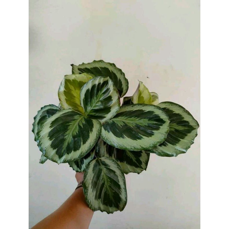 TANAMAN HIAS CALATHEA MARION RIMBUN