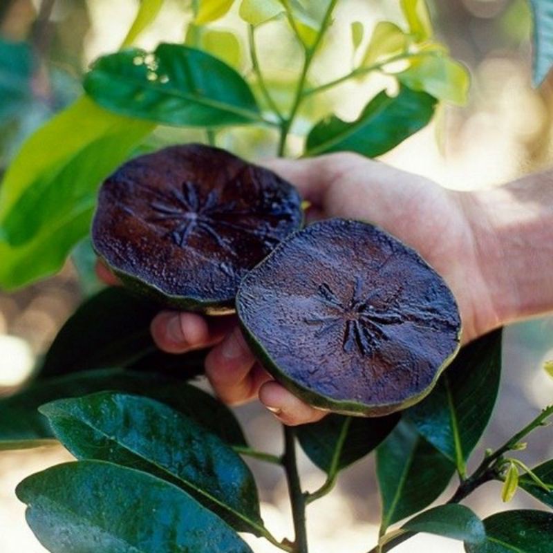 Pohon Buah Black Sapote/Sawo hitam