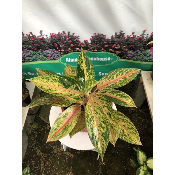 Aglaonema Serena Rumpun 3
