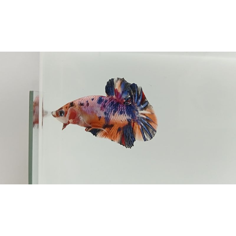 ikan cupang plakat multycollor nemo