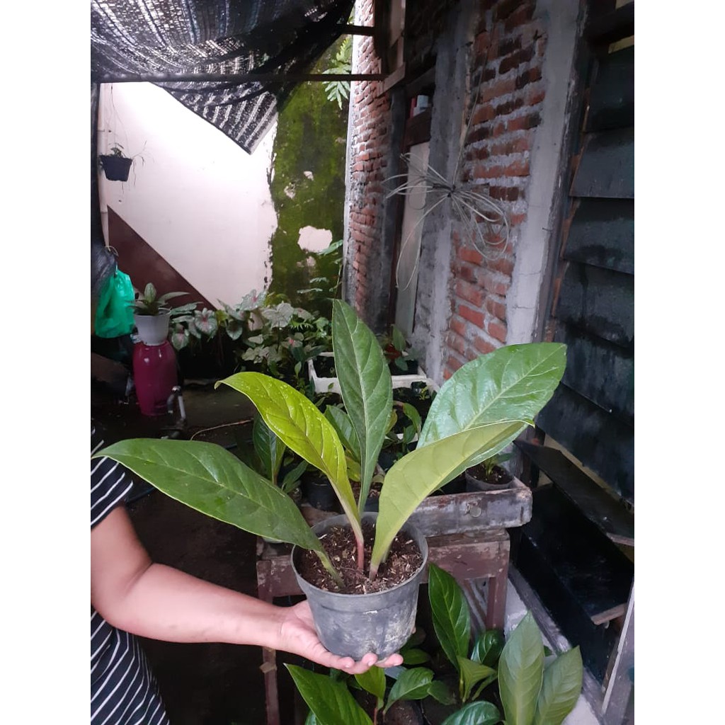 Jemani Jaguar Dewasa