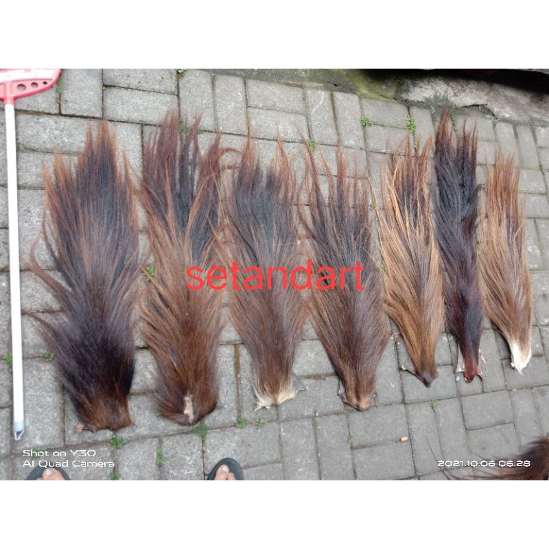 buntut jaran ekor kuda gubat jaran.#BACA DESKRIPSI YA KAK BEDA UKURAN BEDA HARGA