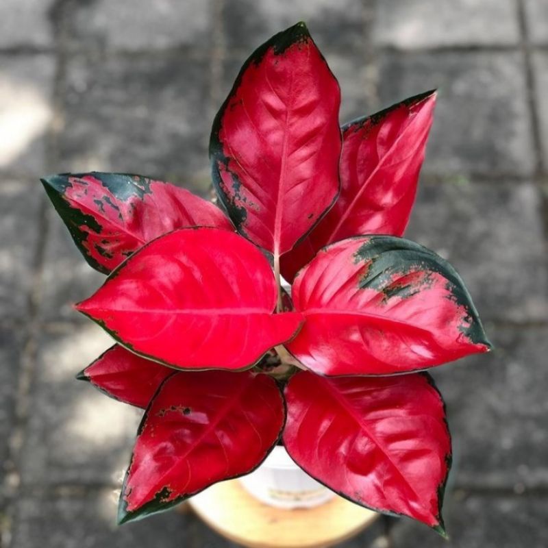 Bonggol Aglonema Suksom Jaipong