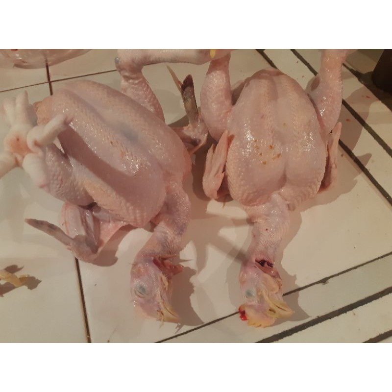 

Ayam Boiler Fresh