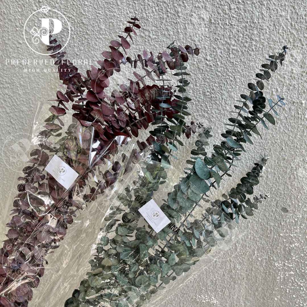 Preserved Silver Dollar/ Dried Silver Dollar Asli/ Daun Silver Dollar Kering Premium