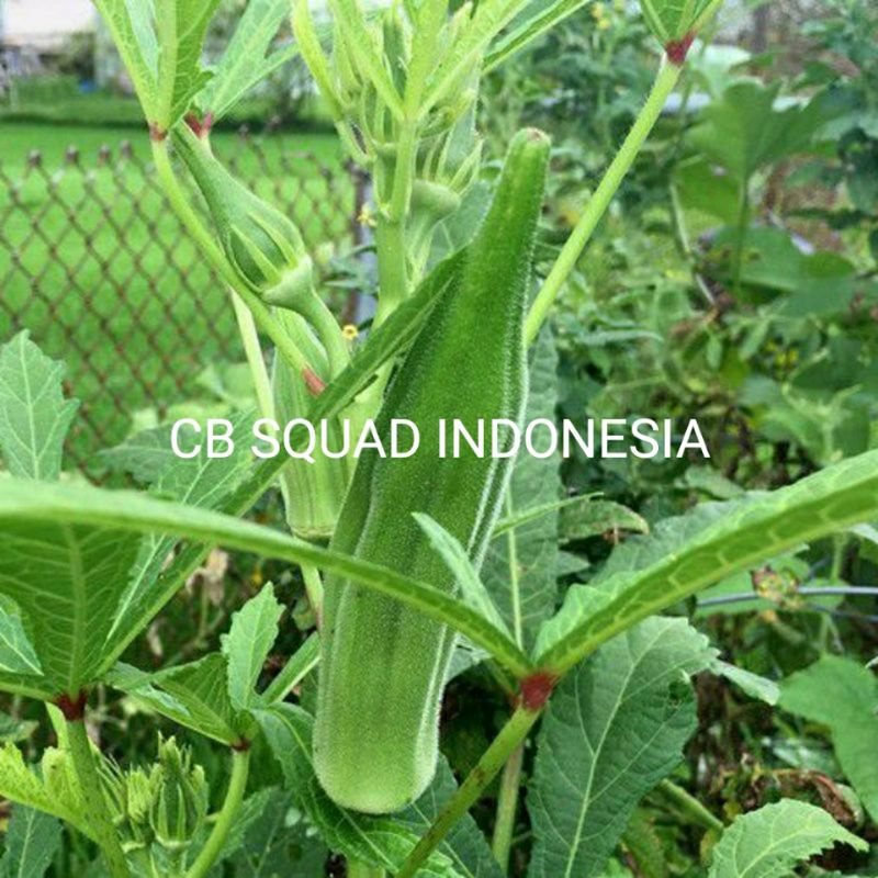 Jual Benih Okra Hijau Termurah Shopee Indonesia