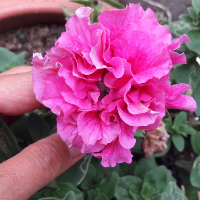 Bibit Bunga Petunia Double