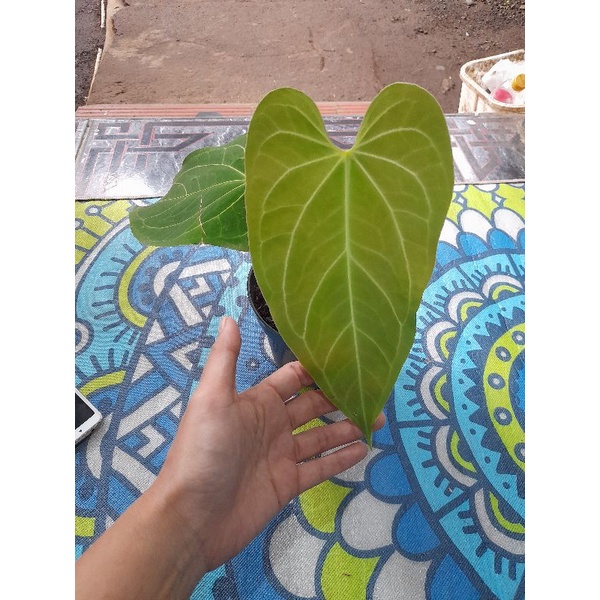Anthurium Emerald Trident