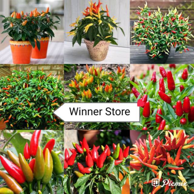 Bibit Benih Cabe Rawit Mix (50 Butir)