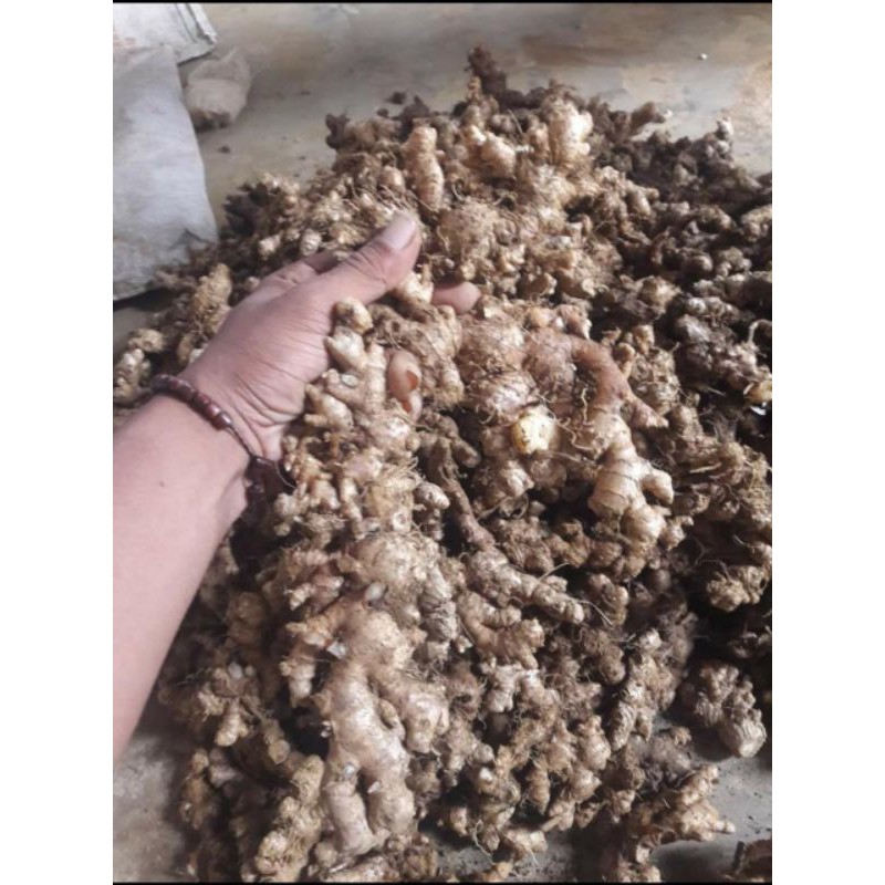 

Jahe Emprit Segar Pedas/Jahe Putih Segar 100 Gram