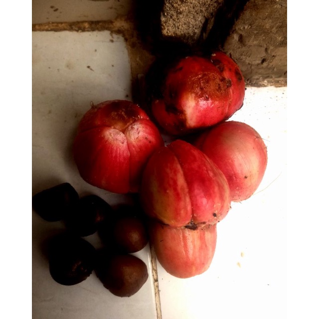 Biji bibit Salak Sidempuan salak merah 50 biji