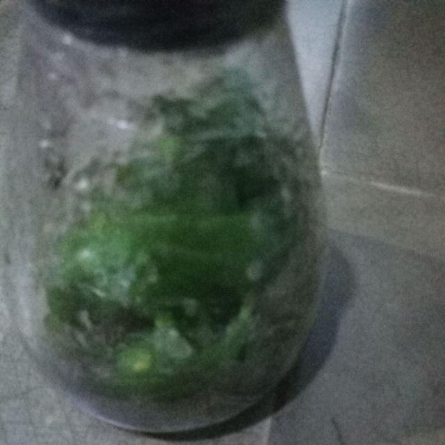 Anggrek Botol Bulan - Phalaenopsis Hybrid Botol Lab