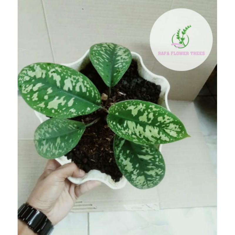 [ REALPICT ] Tanaman Hias ADELONEMA WALLISII ( homalomena wallisii )