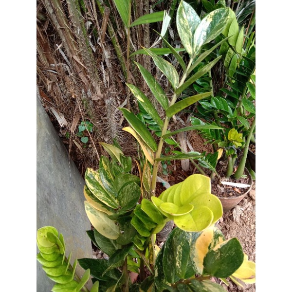 Zamia kulkas varigata istimewa