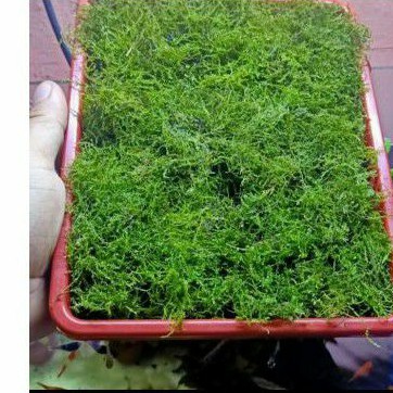 java moss PROMO BELI 5 GRATIS 1 uk nampan 21x16