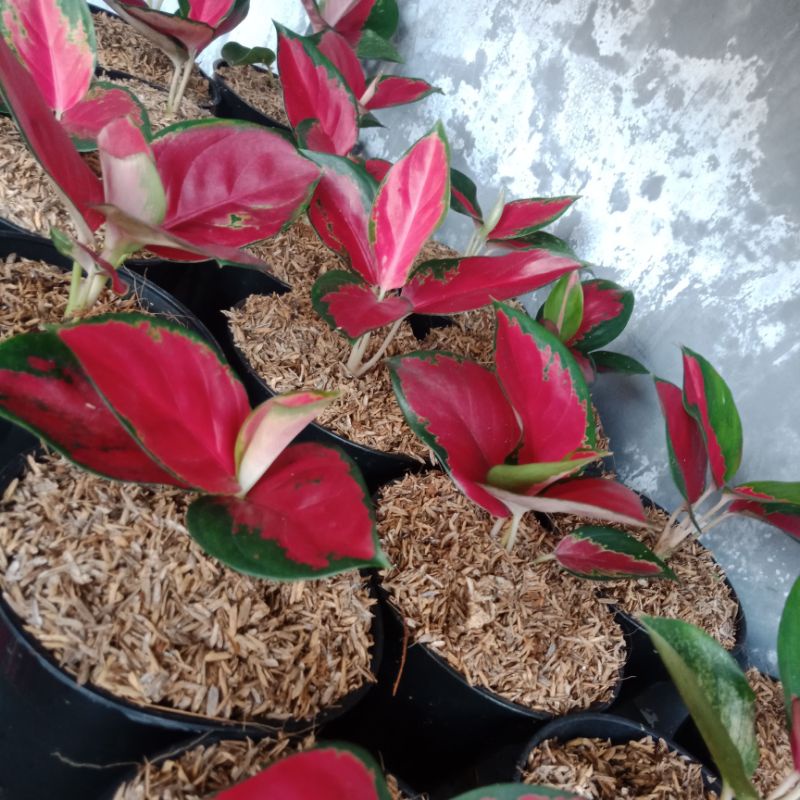 aglaonema suksom lokal menor