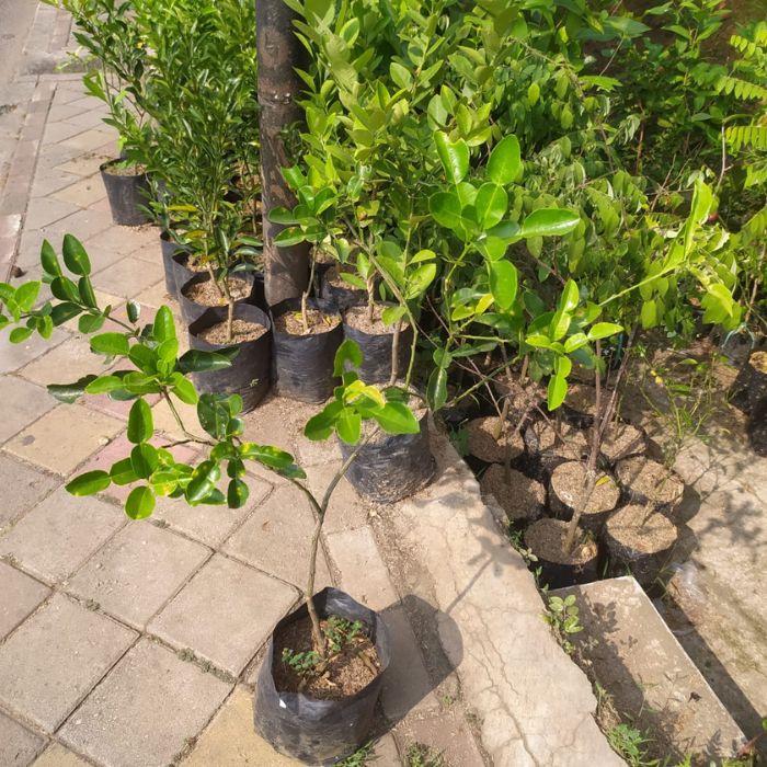 tanaman buah jeruk purut/pohon jeruk purut