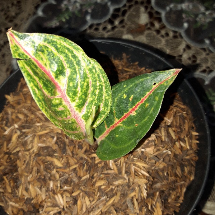 Bibit Aglonema Legacy Mangkok 2-3 Daun