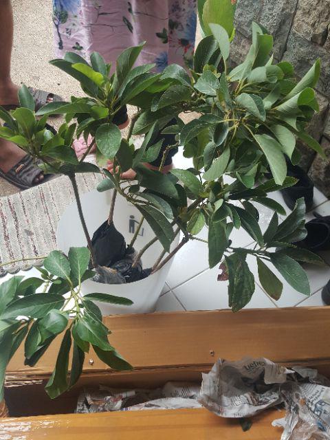 Bibit Tanaman Buah Alpukat Wina