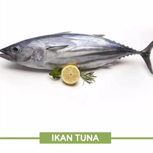 Ikan Tongkol