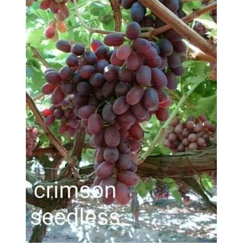 bibit anggur import crimson seedless tanpa biji