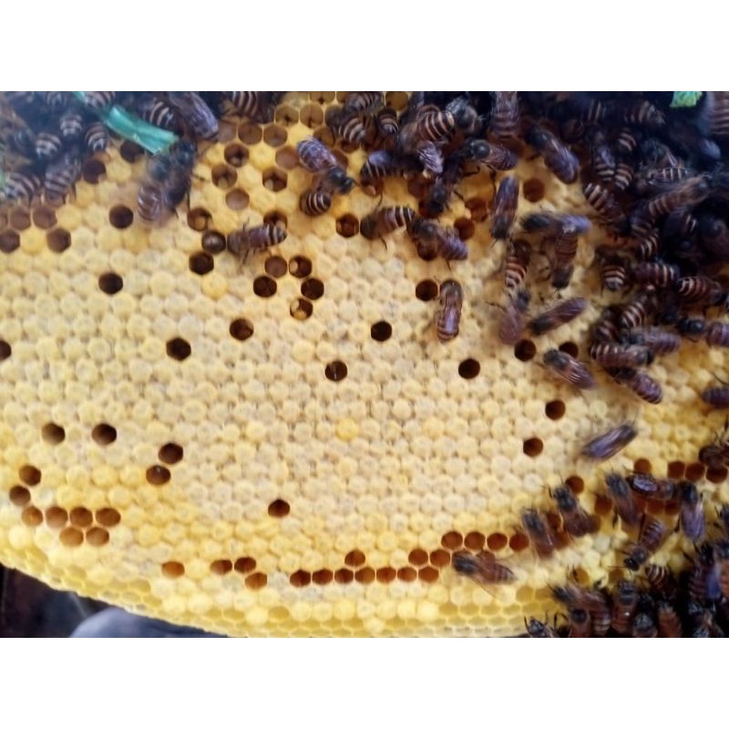 larva lebah madu umpan mancing jitu