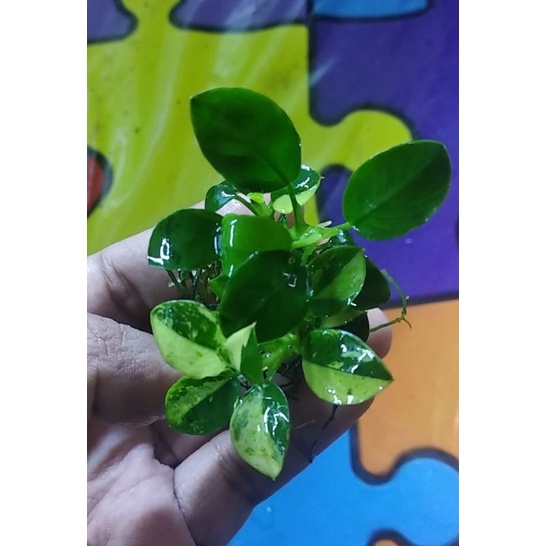 anubias panda