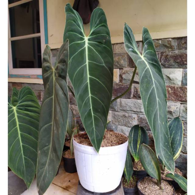 Tanaman hias philodendron melanocrysum size besar | Shopee