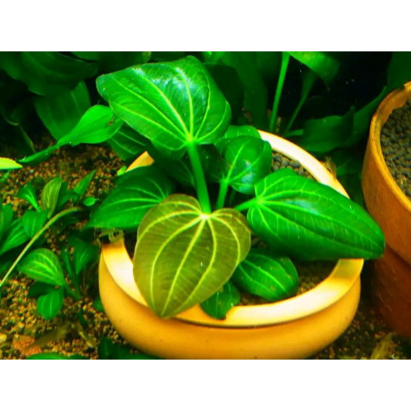 echinodorus iguazu 50pcs original and high quality