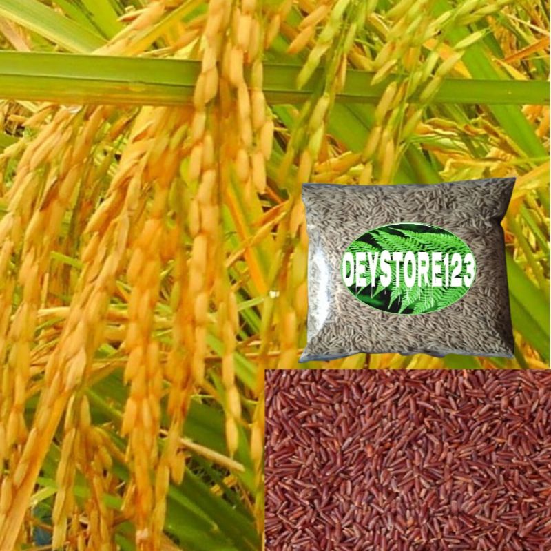 

Jual Benih Padi Beras Merah Unggul 1 Kg