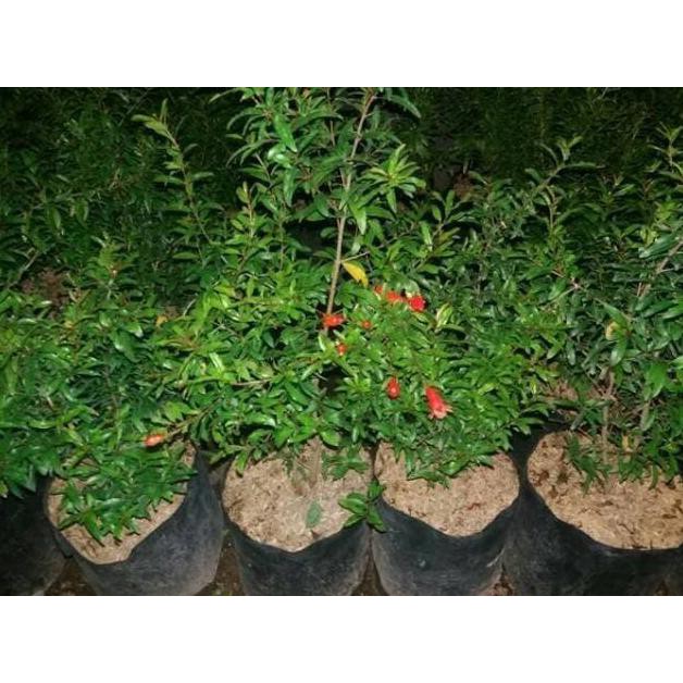 Bibit Buah Delima Merah Biji Lunak Red Ruby Pomegranate Spanyol
