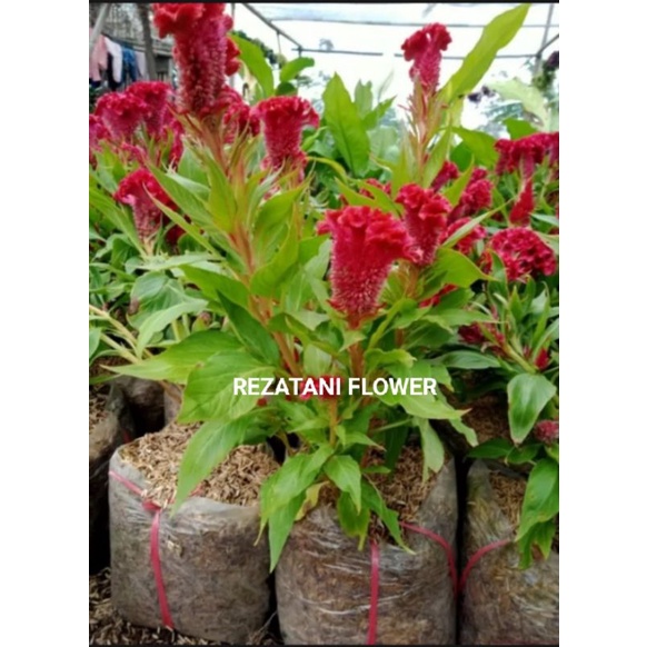 tanaman hias jengger ayam bunga merah/jengger ayam bunga merah/jengger ayam