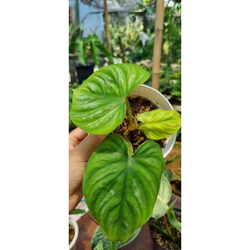 philodendron plowmani