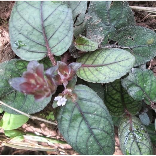 Bibit Tanaman Herbal Pohon Gempur Batu