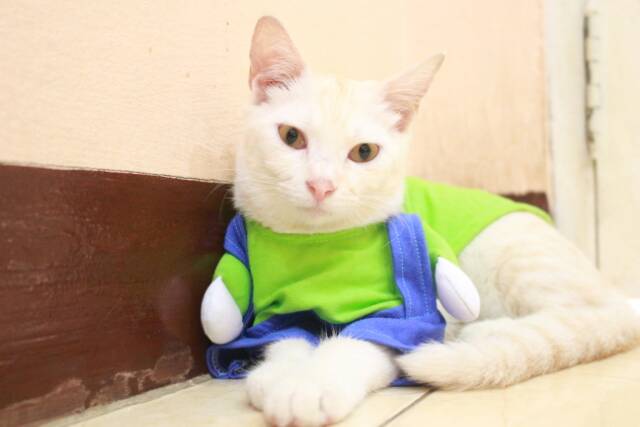 Kostum kucing berdiri lucu warna hijau biru / baju kucing murah meriah size S M L XL