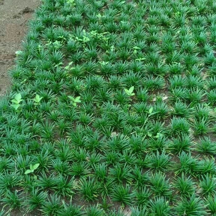 kucai mini - tanaman kucai- Rumput kucai