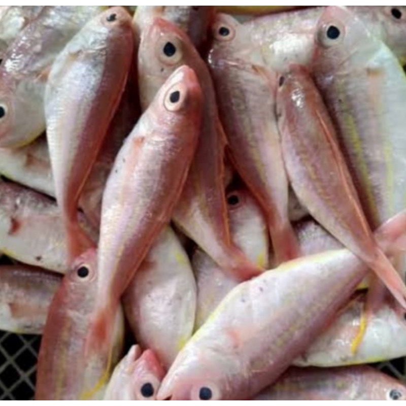 

Bisa Kirim Instan - Ikan Kuniran Fresh