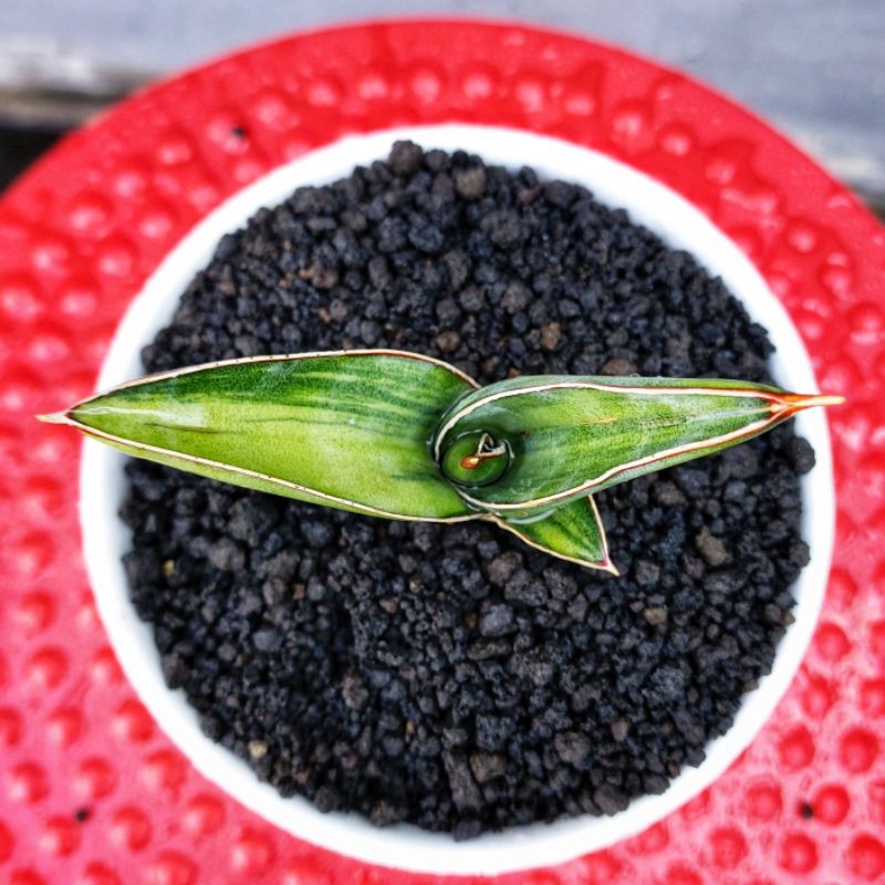 Sansivera Robusta Dwarf Varigata