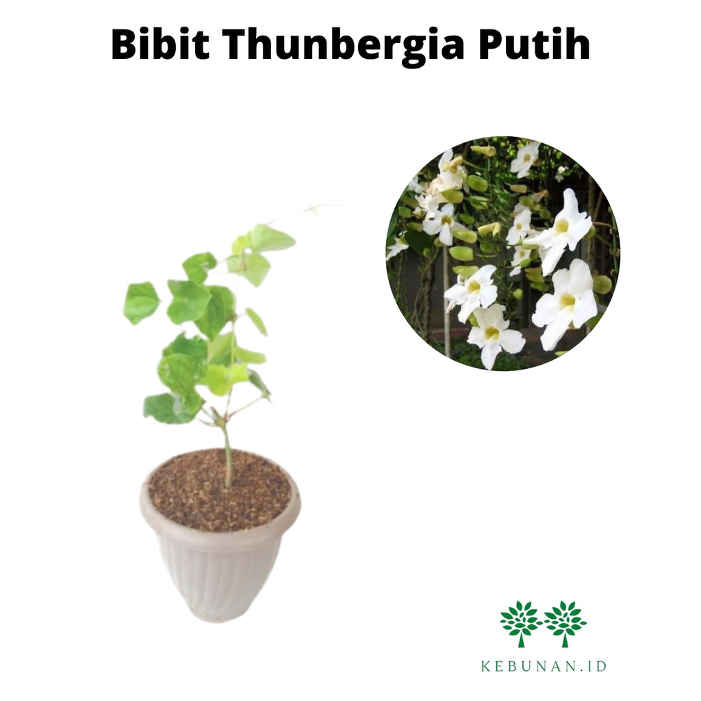 Bibit Thunbergia Putih/Tanaman Hias Thunbergia Putih/Tanaman Hias Rambat Thunbergia Putih