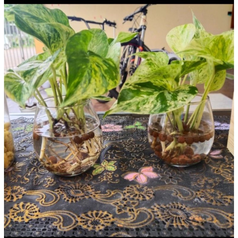 Vas Bunga Kaca Bulat Vase Bunga kecil Vas bunga hias
