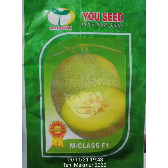 BENIH MELON M CLASS F1 TAHAN VIRUS
