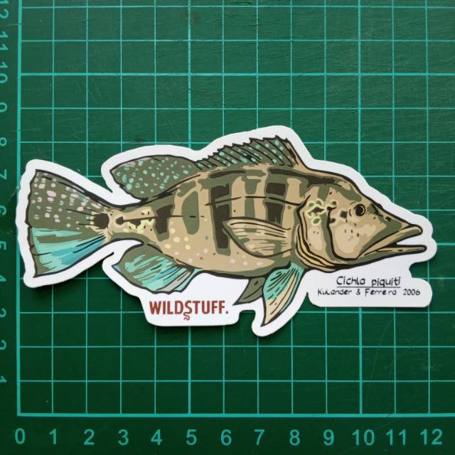 Sticker Wildstuff - Peacock Bass Cichla piquiti pbass azul