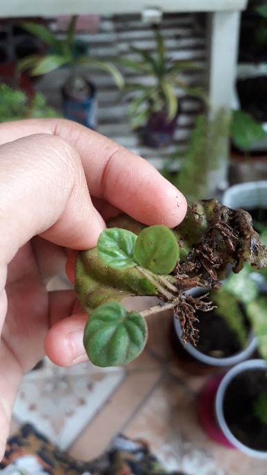 Tanaman Hias Paperomia Caperata Hijau