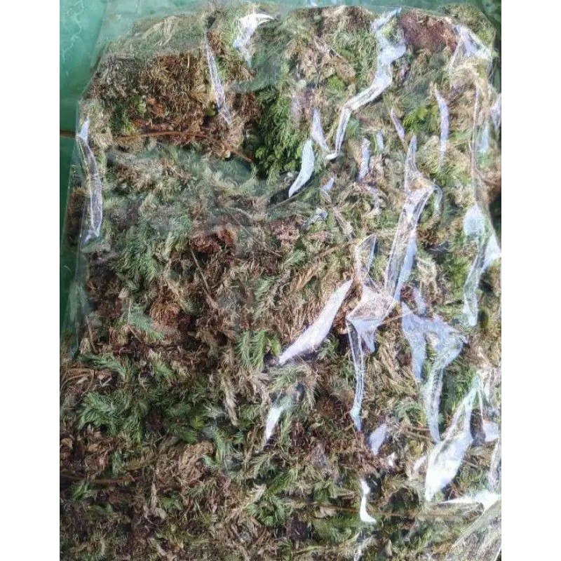 SPAGHNUM MOSS 1 KG / LUMUT HUTAN / MEDIA TANAM ANGGREK