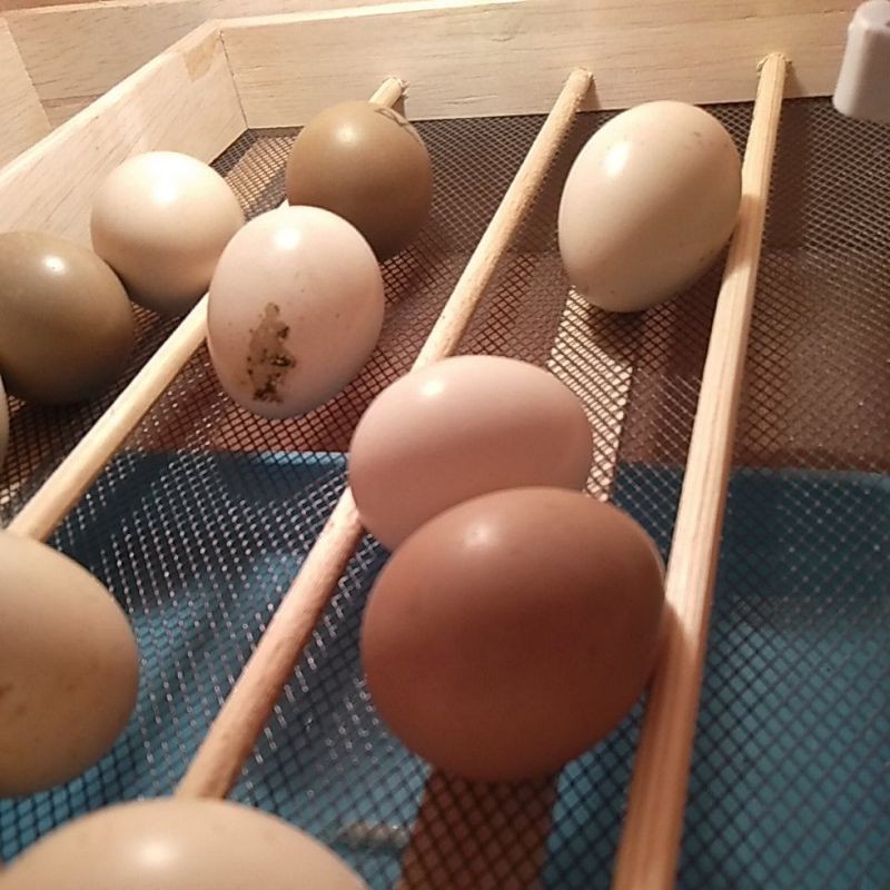 telur tetas ayam hias * ayam ekor panjang inagadori